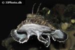 lophius piscatorius lophius piscatorius