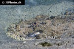 lophius piscatorius lophius piscatorius