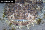 lophius piscatorius lophius piscatorius