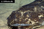 lophius piscatorius lophius piscatorius