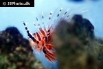 pterois radiata pterois radiata