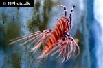 pterois radiata pterois radiata