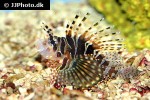 pterois radiata pterois radiata