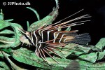 pterois radiata pterois radiata