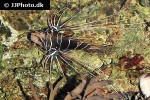 pterois radiata pterois radiata
