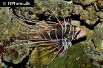 pterois radiata pterois radiata