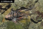 pterois radiata pterois radiata