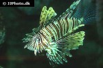 pterois volitans pterois volitans