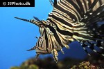 pterois volitans pterois volitans