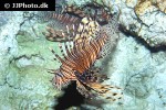 pterois volitans pterois volitans