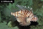 pterois volitans pterois volitans