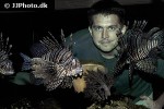 pterois volitans pterois volitans