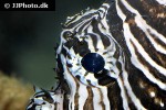 pterois volitans pterois volitans