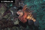 pterois volitans pterois volitans