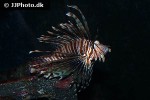 pterois volitans pterois volitans