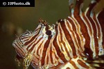 pterois volitans pterois volitans
