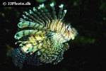 pterois volitans pterois volitans