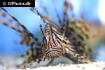 pterois volitans pterois volitans