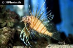 pterois volitans pterois volitans