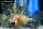 pterois volitans pterois volitans