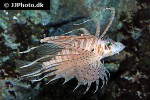 pterois volitans pterois volitans