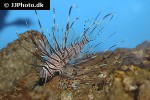 pterois volitans pterois volitans