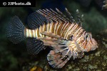 pterois volitans pterois volitans