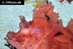 rhinopias eschmeyeri rhinopias eschmeyeri