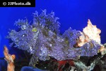 rhinopias frondosa rhinopias frondosa