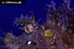 rhinopias frondosa rhinopias frondosa