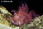 rhinopias frondosa rhinopias frondosa