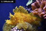 rhinopias frondosa rhinopias frondosa
