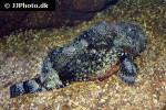 scorpaena plumieri scorpaena plumieri