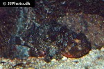 scorpaena porcus scorpaena porcus