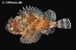 scorpaena porcus scorpaena porcus