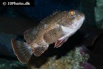 scorpaena porcus scorpaena porcus
