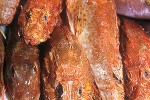 scorpaena scrofa scorpaena scrofa