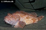 scorpaena scrofa scorpaena scrofa