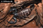 euscorpius italicus italian small wood scorpion euscorpius italicus italian small wood scorpion