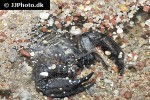 hadogenes paucidens olive keeled flat rock scorpion hadogenes paucidens olive keeled flat rock scorpion