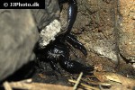 heterometrus longimanus asian black scorpion heterometrus longimanus asian black scorpion