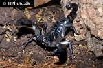 heterometrus petersii giant asian forest scorpion heterometrus petersii giant asian forest scorpion
