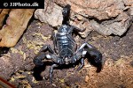 heterometrus petersii giant asian forest scorpion heterometrus petersii giant asian forest scorpion