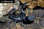 heterometrus petersii giant asian forest scorpion heterometrus petersii giant asian forest scorpion