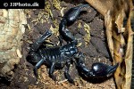 heterometrus petersii giant asian forest scorpion heterometrus petersii giant asian forest scorpion