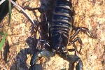 heterometrus swammerdami giant indian black scorpion heterometrus swammerdami giant indian black scorpion