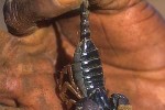 heterometrus swammerdami giant indian black scorpion heterometrus swammerdami giant indian black scorpion