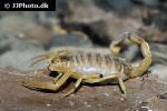 leiurus quinquestriatus deathstalker scorpion leiurus quinquestriatus deathstalker scorpion