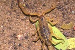 mesobuthus tamulus indian red scorpion mesobuthus tamulus indian red scorpion