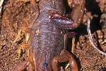 mesobuthus tamulus indian red scorpion mesobuthus tamulus indian red scorpion